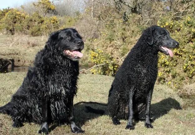 寻回犬的智商怎么样？
