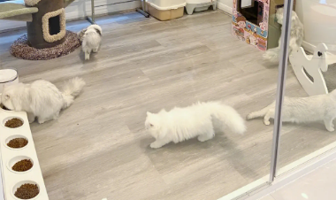 国内比较好的猫舍 国内比较好的猫舍