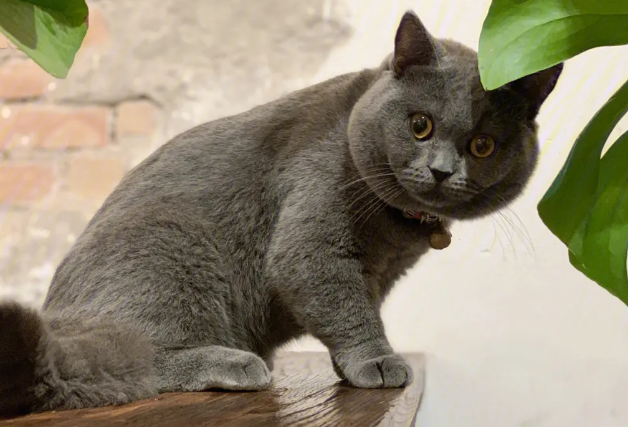 蓝猫为什么流眼泪呢？原来是这样的？
