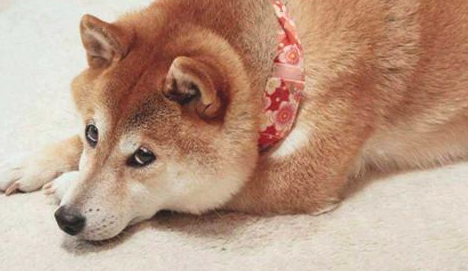 成年人柴犬感冒会拉肚子吗,成年人柴犬感冒是否会腹泻 成年人柴犬感冒会拉肚子吗,成年人柴犬感冒是否会腹泻