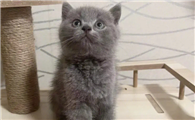 英短蓝猫的智商高吗