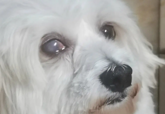 老狗眼睛有一层浑浊的膜