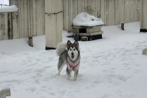 阿拉斯加雪橇犬吃什么 阿拉斯加雪橇犬吃什么