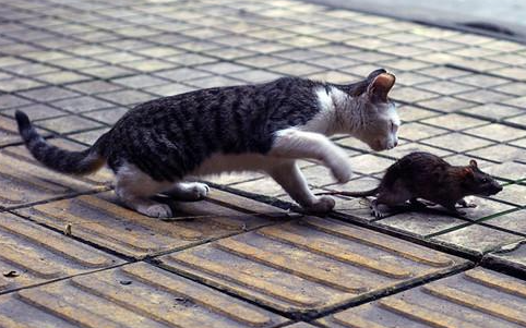 训练猫捉老鼠的三大方法 训练猫捉老鼠的三大方法