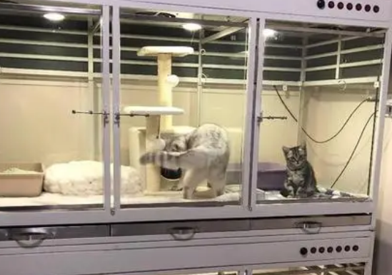 猫咪宠物店寄养多少钱