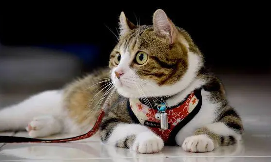 饲养很多宠物猫造成家庭的混乱排泄该如何处理？