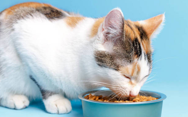 猫吃猫粮后呕吐怎么办?有以下几个原因