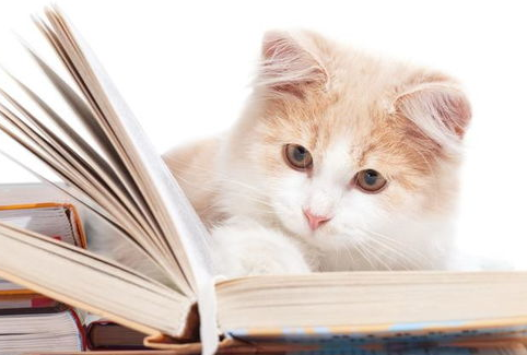 怎样了解猫的内心状态？解读猫咪想表达的意思！