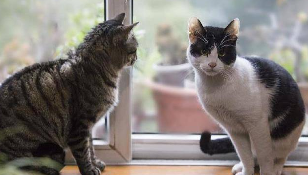 猫咪呕吐一定要进医院吗？教你如何诊断猫咪呕吐