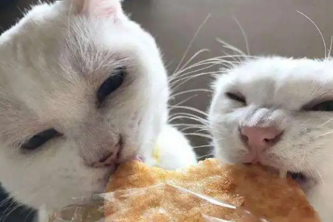 宠物猫可以吃饼干吗