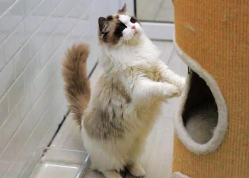 如何让布偶猫听从命令认真训练？