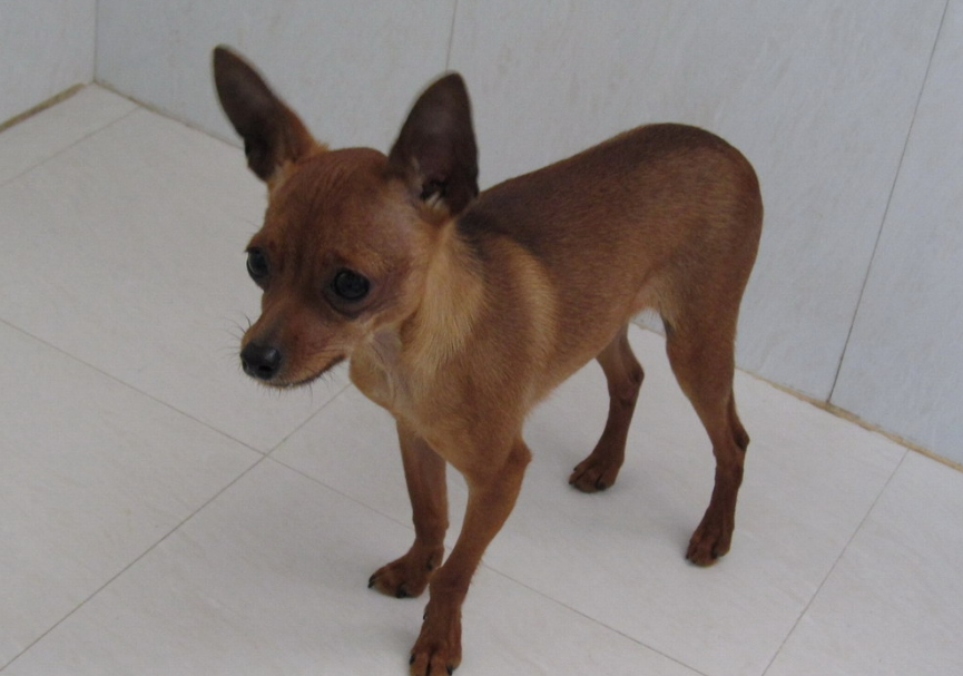 巧克力色的小鹿犬视频