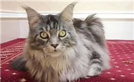 猫血巴尔通氏体病有哪些特征?怎么治疗?