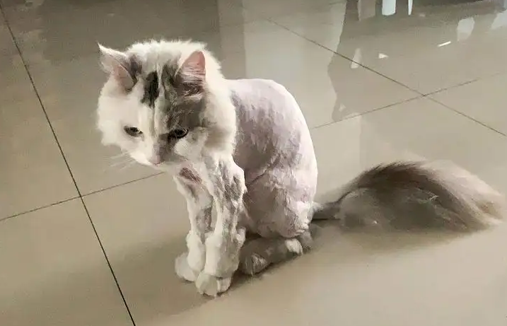天热了可以给猫剃毛吗 天热了可以给猫剃毛吗