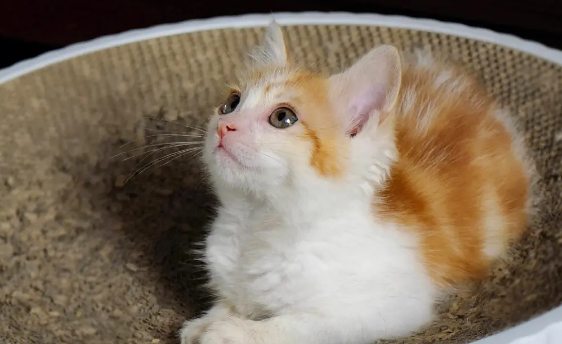 小猫为何不听你的使唤,被惯坏的猫咪会有这些表现!