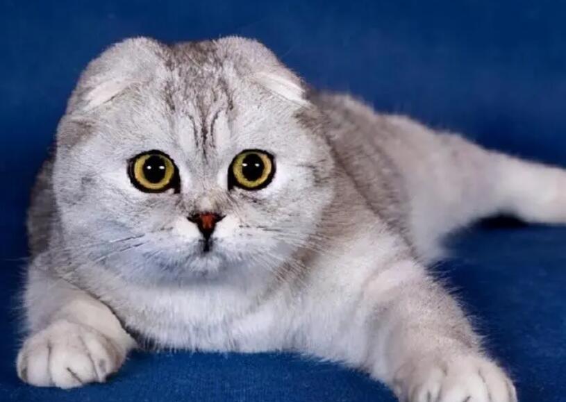 折耳猫的正确养法视频 折耳猫的正确养法视频