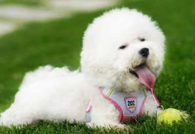 比熊犬价格多少钱一只