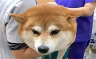 狗狗绝育的益处与坏处,父母们必须掌握!