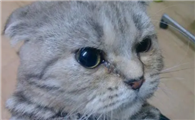 猫咪的眼屎需要要每天清理吗？