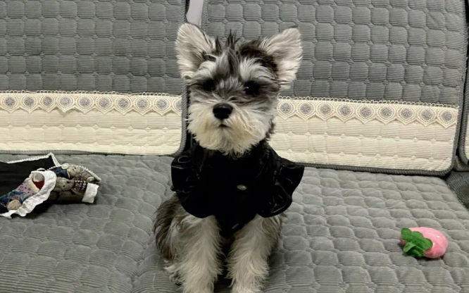雪纳瑞是什么性格的狗 雪纳瑞是什么性格的狗