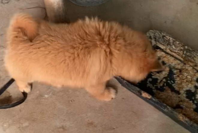如何购买土松狗幼犬狗粮呢