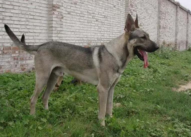 狼青犬的优点和缺点有哪些