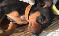 狗狗感染犬瘟初期会吧唧嘴吗怎么办