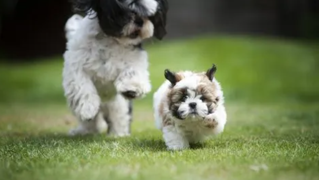 狗狗得了心肌炎怎么办？犬心肌炎治疗方法是什么？