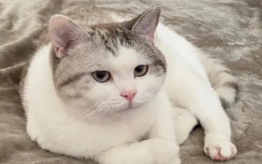 猫可以一辈子吃禁情粉吗？
