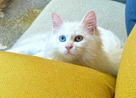 临清狮子猫濒危了吗 临清狮子猫濒危了吗