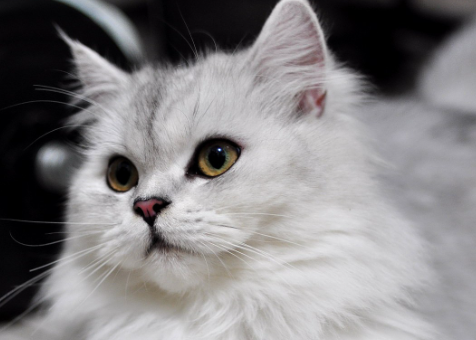 猫咪便血怎么办 引起猫咪血便的原因有哪些 猫咪便血怎么办 引起猫咪血便的原因有哪些