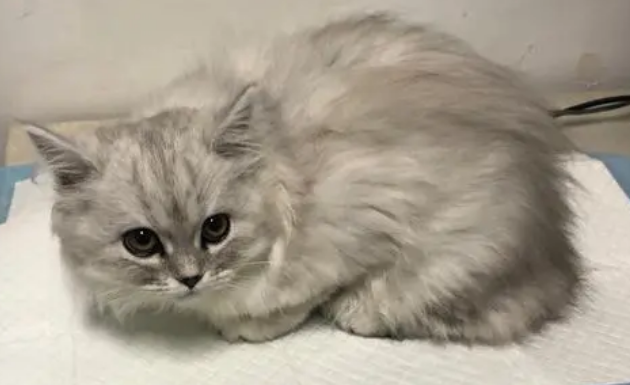 银渐层和蓝猫谁贵