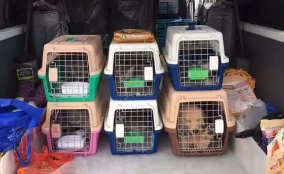 桂林托运宠物联系方式