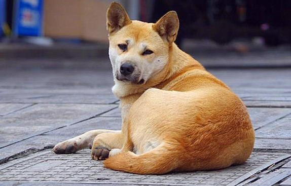 狗狗还要出门买菜?狗子的个人行为令人了解 狗狗还要出门买菜?狗子的个人行为令人了解