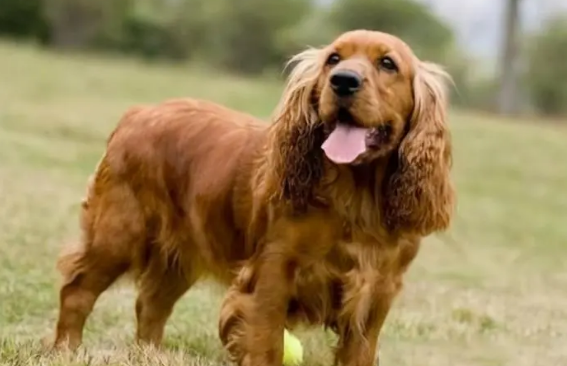 可卡犬的优势与劣势？你了解吗？