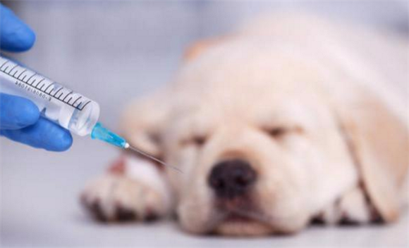 爱犬防虫防病