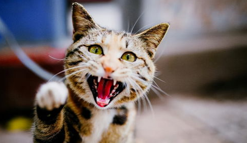 盘点那些对猫咪致命的病(猫咪有什么病可以致命) 盘点那些对猫咪致命的病(猫咪有什么病可以致命)