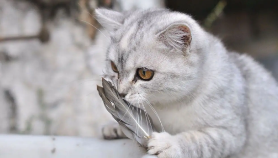 猫咪半夜骚扰我们怎么办?养猫必看!
