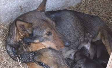 母犬哺乳期如何护理? 母犬哺乳期如何护理?
