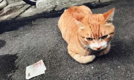 养猫是上辈子来还债的 养猫是上辈子来还债的