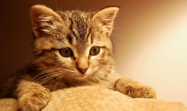 猫咪掉牙是什么原因?你见过你家猫主子掉牙吗? 猫咪掉牙是什么原因?你见过你家猫主子掉牙吗?