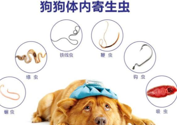 狗狗一直长不胖？你喂养方式有什么问题