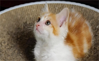 哺乳期的猫咪能驱虫吗?