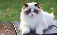 布偶猫乱抓东西怎么办？如何训练