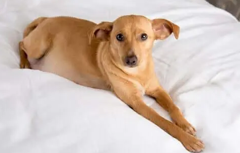 母犬为什么假孕？母犬假孕如何预防？