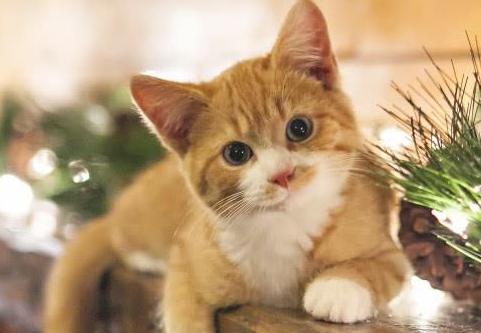 猫的生活习惯是什么？来get下吧