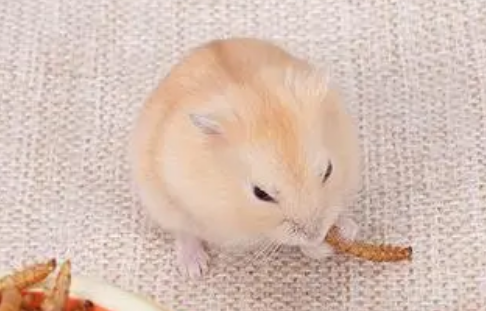 仓鼠吃面包虫吃多了 仓鼠吃面包虫吃多了