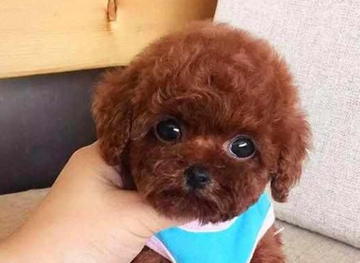 培养泰迪犬的4种最佳方式,主人掌握了吗? 培养泰迪犬的4种最佳方式,主人掌握了吗?