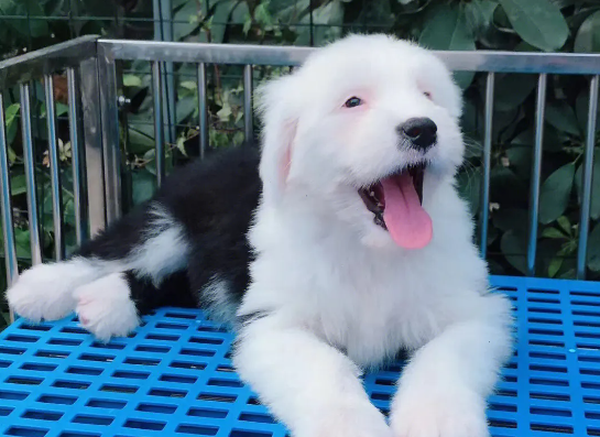 古牧为什么是禁养犬