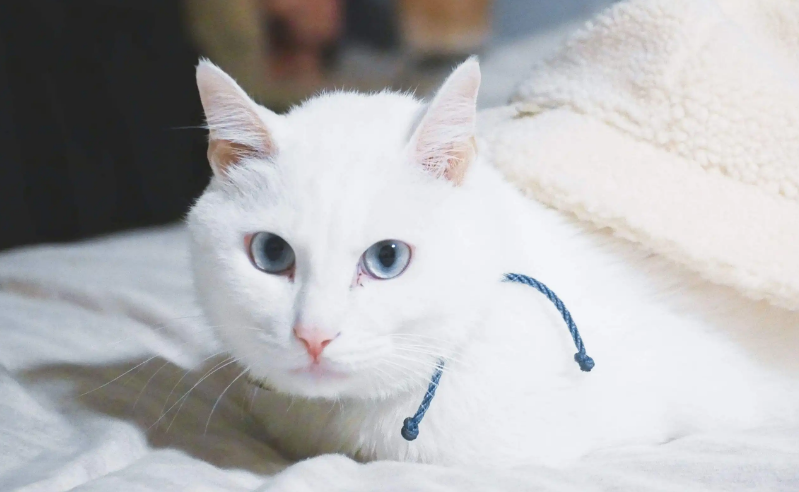猫皮肤病都有哪些